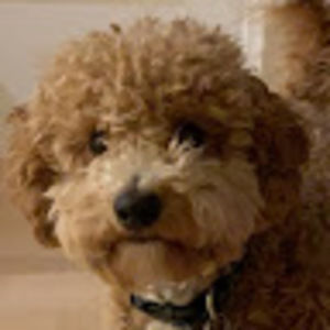 Meet your Posher, Erik